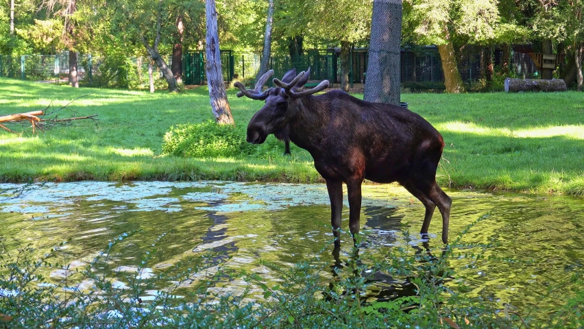 The moose or elk, Alces alces is the largest extant species in the deer family. Moose are distinguished by the broad, flat, or palmate antlers of the males.