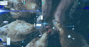 Animation of financial data processing over caucasian man feeding chickens. Global finances, ecology and digital interface concept digitally generated video.