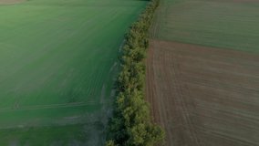 Aerial drone shot of trees separating fields. tree vegetation in rural areas. 4K videos.