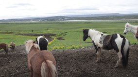 Group of Icelandic horses with gimbal video walking forward.