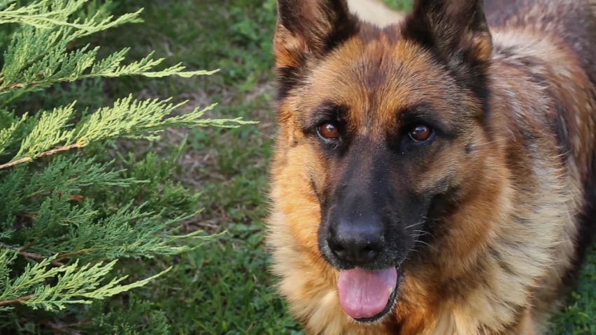 German Shepherd Dog Looks at Camera. Quality Dog Shows it