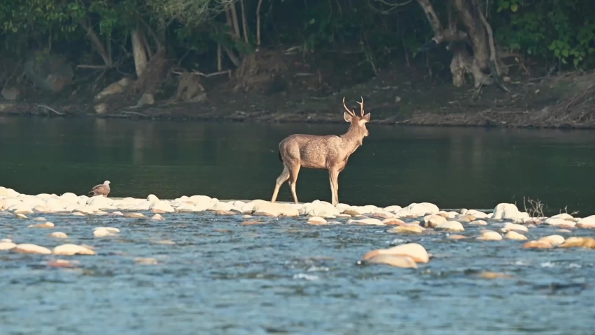 full shot of alert male sambar deer or rusa unicolor head on in fast flowing ramganga river water and winter morning light at dhikala zone of jim corbett national park forest uttarakhand india asia Royalty-Free Stock Footage #1094731751