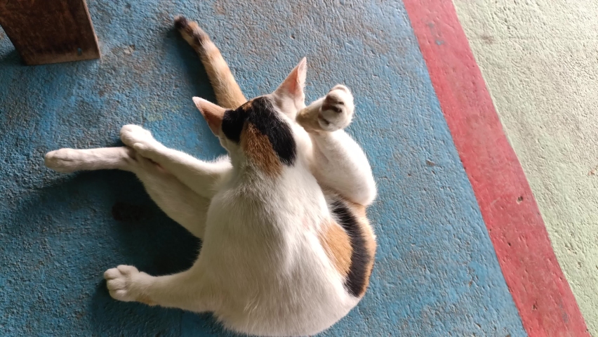 ฺฺBehind the cat her cleaning her self licking genitalia is nature of cat.