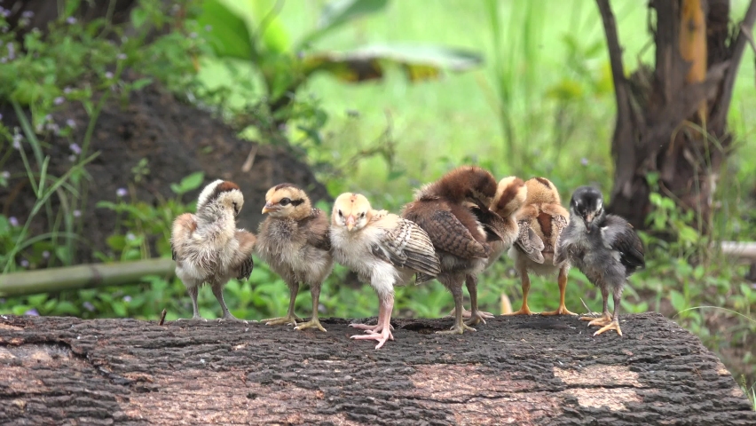 A flock of cute baby chickens on a log, on a free range farm.