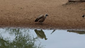 Cape vulture drinking water with reflection on water