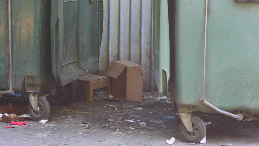A large rat near garbage containers looks for food leftovers during the summer afternoon. rats in a big city in the garbage. Fighting rat breeding in places of human activity | Shutterstock HD Video #1094732281