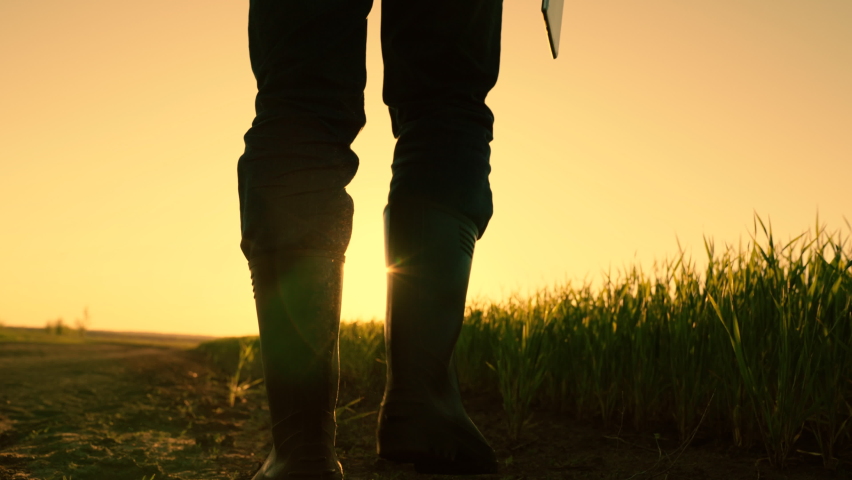 Farmer walks in boots with a computer tablet in green field of wheat sprouts at sunset. Farm work with digital tablet in agriculture. Technology of modern agriculture. agriculture environmentally | Shutterstock HD Video #1094734699