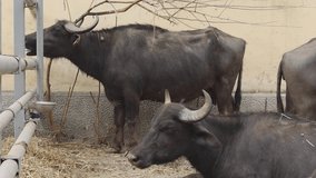 Herd of Domestic Water Buffalo at Animal Farm