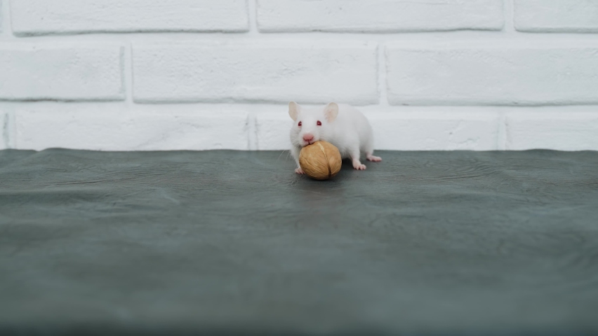 White hamster is trying to gnaw hard walnut shell on table, albino is licking the fruit. Cautious rodent looks around and stands on its hind paws. Pets roam freely around the apartment. | Shutterstock HD Video #1094742963