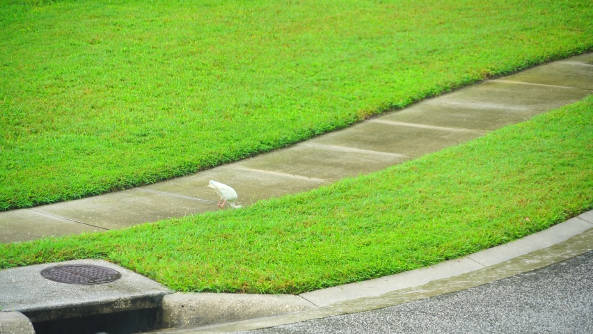 American White Ibis is looking for food from grass  in rain