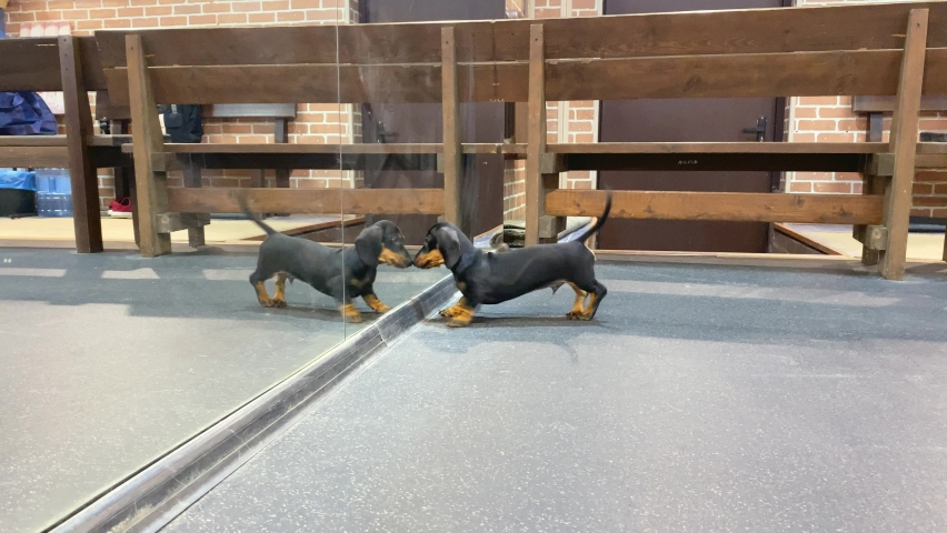 Funny dachshund puppy sees his reflection in mirror and thinks it is another dog, so he jokingly attacks the reflection, plays with it, tries to sniff and touch it with paw, jumping around merrily. | Shutterstock HD Video #1094749419