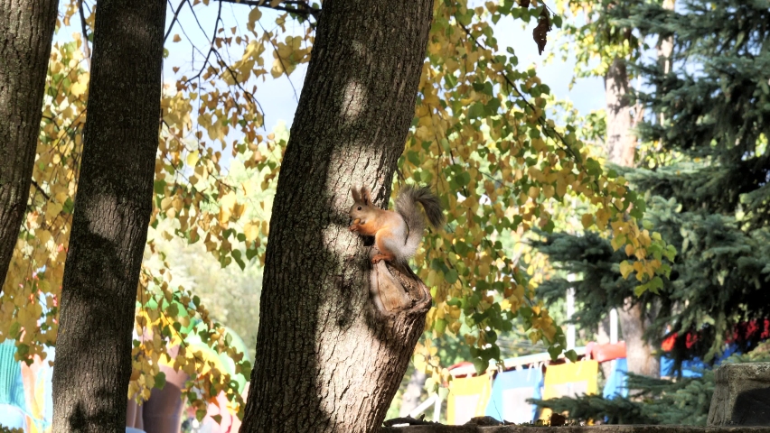A squirrel on a tree has nuts in the park. Autumn day. Lifestyle.