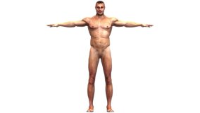 Human Muscular Body Anatomy Animation Concept. 3D