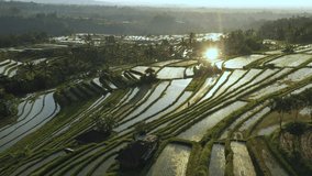 Aerial video in an amazing landscape rice field on Jatiluwih Rice Terraces, Bali, Indonesia, with a drone, above rice terraces in a beautiful day rice field. 4K footage.