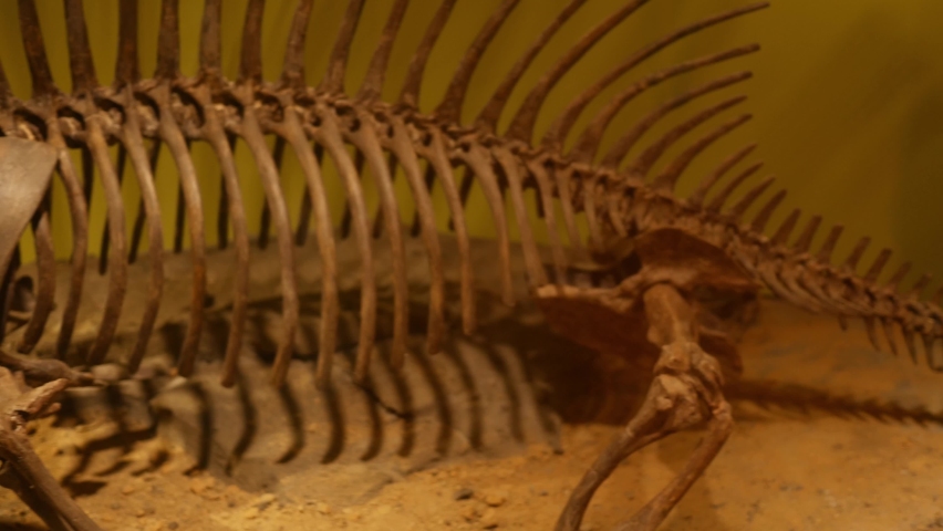 Camera pans across a dimetrodon fossil skeleton