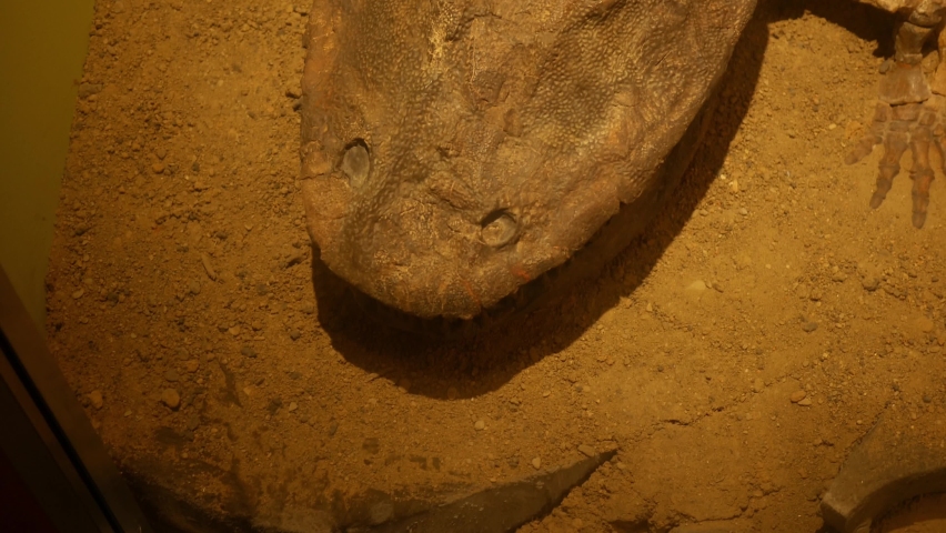 Panning over a fossilized Eryops skeleton