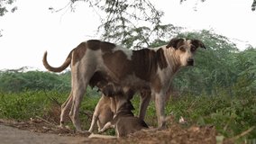 street dog indian on road video