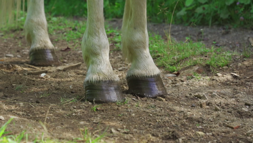 The feet of a white horse treading the trail.  | Shutterstock HD Video #1094766953