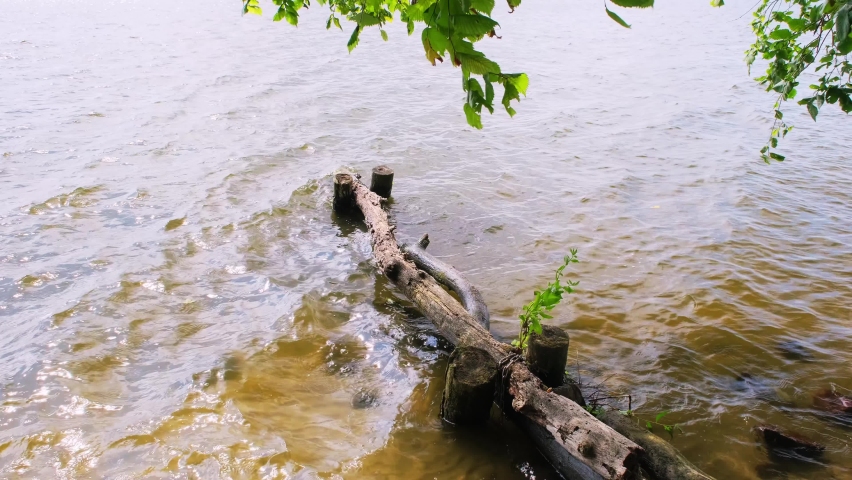 Wooden piles in the water on lake shore