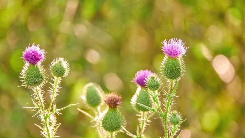 Cirsium mexicanum is Mesoamerican and Caribbean species of plants in tribe Cardueae within family Asteraceae. Common name is Mexican thistle. Royalty-Free Stock Footage #1094768763