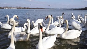 Slow motion video. Many swans on river. Street city animal. Cygnus swimming in water. Angel bird wings. Peaceful lifestyle nature. Eating
