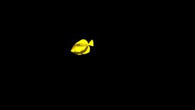  Golden Shiny Metal Fish, animated fish, Fish animation, Gold metal fish animation, 4k footage, Swim Green Screen Video, 3D Animation, Underwater, Single and Group, Near camera, aquatic animals,