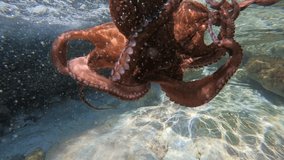 Underwater slow motion video of beautiful octopus swimming in sea bed in tropical exotic beach