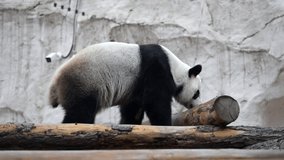 Cute happy funny giant panda eating bamboo. Funny panda bear sitting in an have breakfast. Amazing wild animal morning sun rays. 8k video Shot on high quality Nikon z9 camera