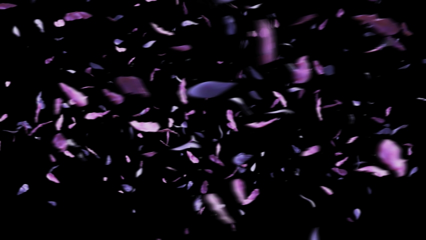 Lavender flower petals flying in slow 4K | Screen wipe sweep flower petals- flower Transition Royalty-Free Stock Footage #1094772693