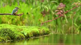 Example of how a Common kingfisher catches its prey, filmed in slow motion