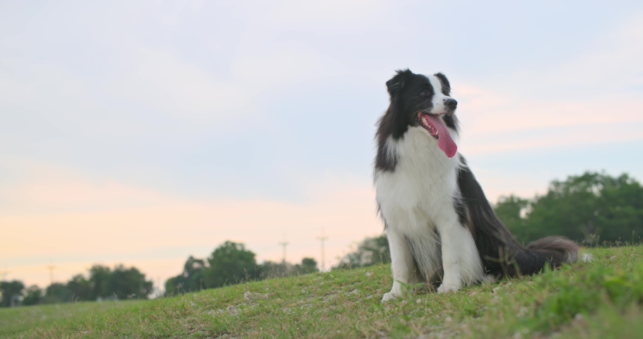 Cute black and white border collie dog sitting on the lawn outdoor awaits the arrival of the master owner in autumn park. Summer sunset landscape. Animals and human friendship lifestyle. Slow motion. Royalty-Free Stock Footage #1094782377