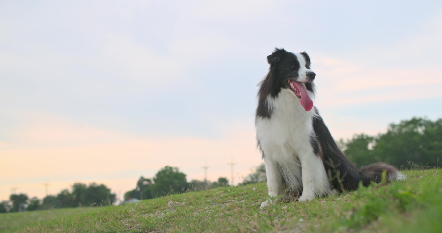 Cute black and white border collie dog sitting on the lawn outdoor awaits the arrival of the master owner in autumn park. Summer sunset landscape. Animals and human friendship lifestyle. Slow motion. Royalty-Free Stock Footage #1094782377