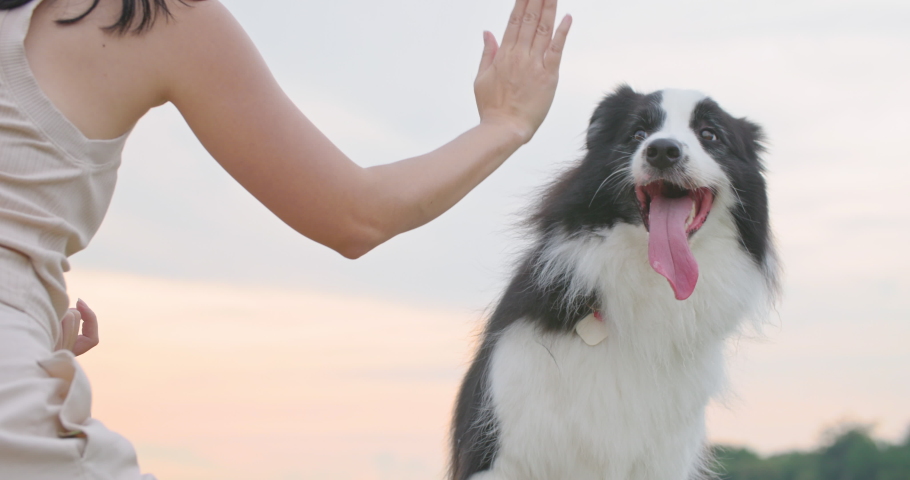 Cute black and white border collie dog touch owner hand by paw, give high five to woman. Attractive young asian female animal trainer play with her smart cheerful pet with sunset in park. Slow motion. | Shutterstock HD Video #1094782389