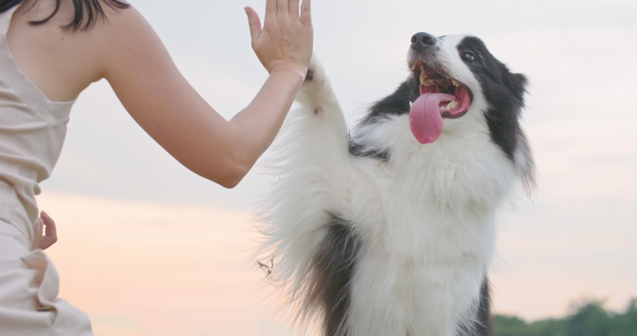 Cute black and white border collie dog touch owner hand by paw, give high five to woman. Attractive young asian female animal trainer play with her smart cheerful pet with sunset in park. Slow motion.
