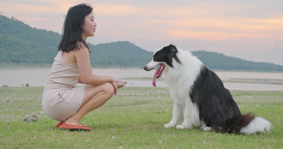Cute black and white border collie dog touch owner hand by paw, give high five to woman. Attractive young asian female animal trainer play with her smart cheerful pet with sunset in park. Slow motion. Royalty-Free Stock Footage #1094782391