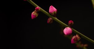Time-lapse video of pink plum blossoms in bloom. Black background.