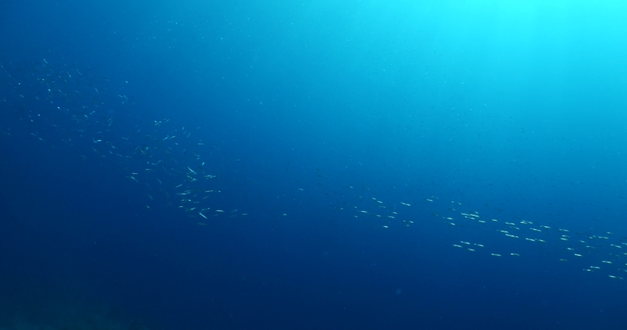 Underwater scenery blue water some fish school ocean scenery mediterranean sea fauna | Shutterstock HD Video #1094796571