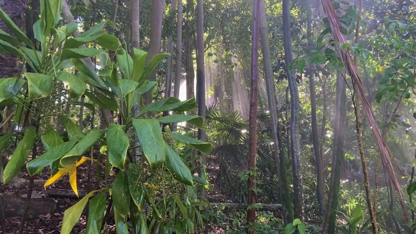 Dramatic brightly lit tropical Amazonian style rainforest scene with sunlight streaming through the tangled trees and illuminating the rain droplets of a monsoon-like shower, in dramatic god rays