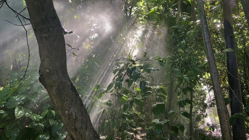 Dramatic sunlit tropical Amazon style rainforest scene with bright light streaming through the tangled trees and illuminating the rain droplets of a monsoon-like shower, in dramatic god rays