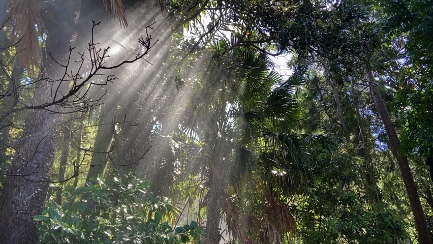 Amazing and sunlit tropical Amazon style rainforest scene with birght light streaming through the tangled trees and illuminating the rain droplets of a monsoon-like shower, in dramatic god rays