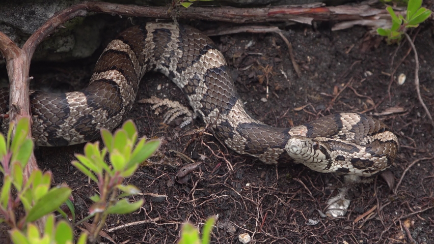 A milk snake sits on the shores of Georgian Bay