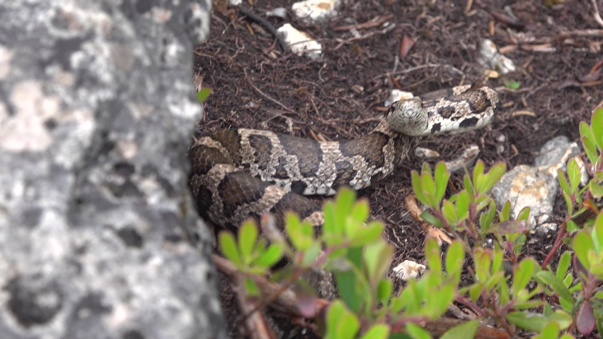 A milk snake sits on the shores of Georgian Bay