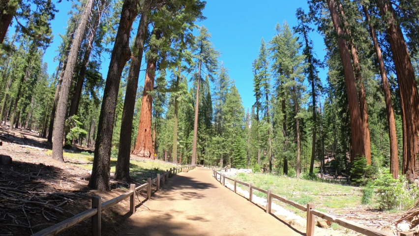 PAN SHOT - Big Trees Loop Trailhead in the Mariposa Grove of Giant Sequoias. The Mariposa Grove of giant sequoias reigns as Yosemite National Park’s largest sequoia grove, California, USA. Royalty-Free Stock Footage #1094803015