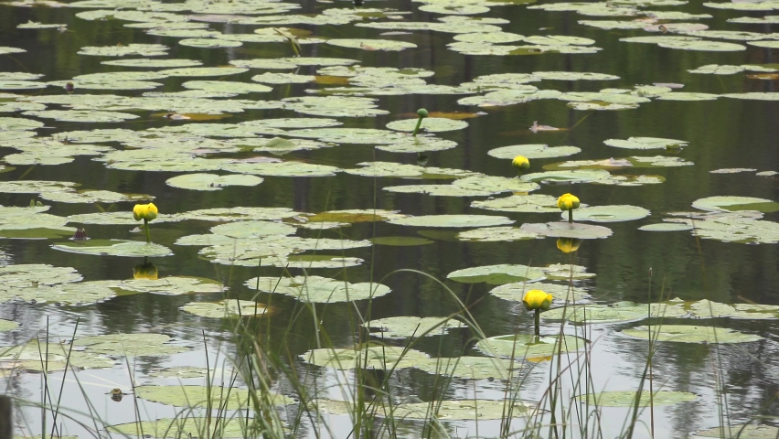 Yellow lily pads and grass fill the surface of a pond in the summer