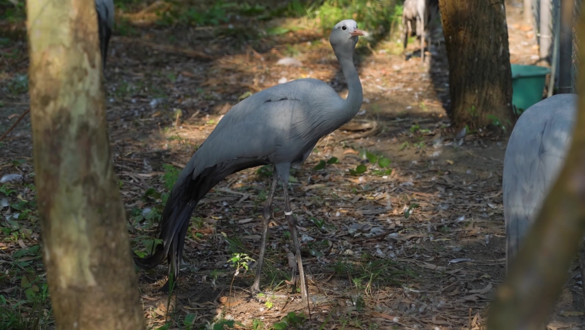 The blue crane, Grus paradisea, is an endangered bird species endemic to South Africa. It is the national bird of South Africa.