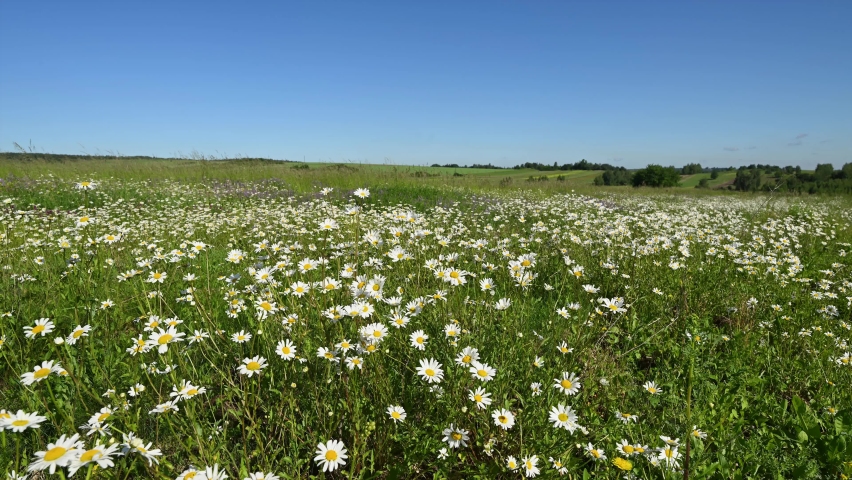 eautiful summer day over field full of flowers