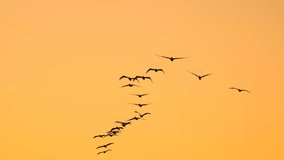 4k video with a flock of pelicans birds in flight against a beautiful orange sunrise sky. Birds migration concept video.
