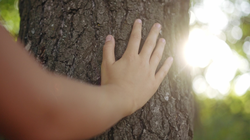hand touch the tree trunk. ecology a energy forest nature concept. a kid hand touches a pine tree trunk close-up glare. hand tree touch trunk. bark wood. tree wild forest sun travel concept Royalty-Free Stock Footage #1094810891