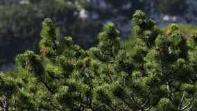 Pinus Mugo or Better Known as  Bog Pine or Dwarf Mountain Pine Moving in Wind on top of Velika Baba Julian Alps Slovenia
