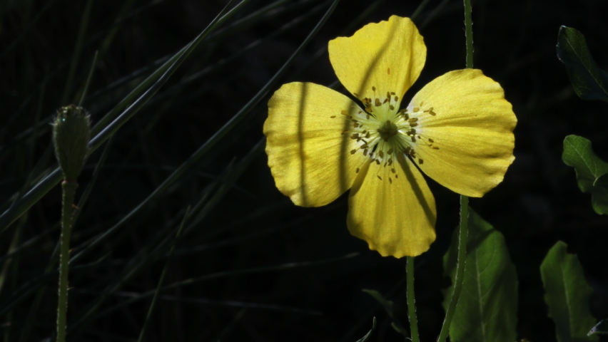 Yellow Papaver Alpinum Flower in Blossom in Julian Alps Slovenia 